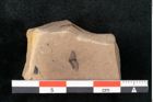 Foto (Detailansicht) von Casuarina sp. (NHMW-GEO-2024-0188-11478)